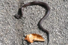 vipera