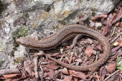 vivipararoberto