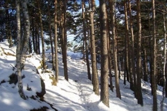 sentiero-poggio-dei-pini-ribetti2