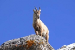 giovanestamb
