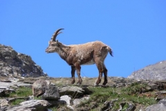 maschiostamb
