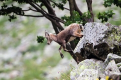 salto