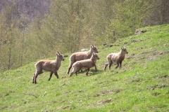 stambecchifemmineegiov