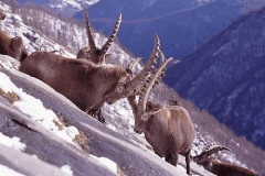 stambecchimaschi