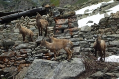 stambecchirudere