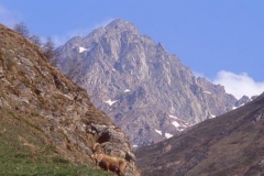 stambecco2