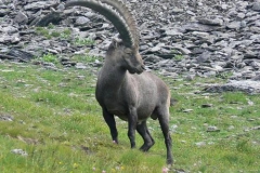 stambmaschio