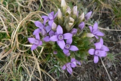 gentianacampestris