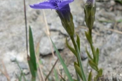 gentianaciliata