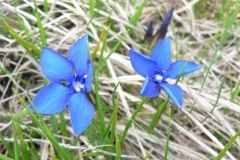 gentianaverna