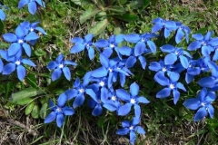 genzianelle