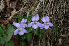 viola