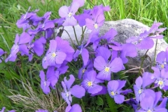viola2