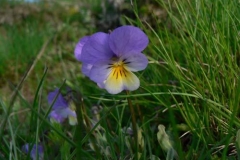 viola3