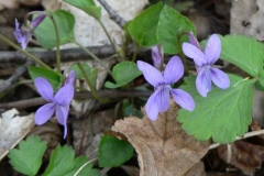 viole