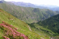 vallonerodoretto