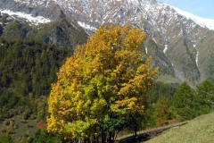 vergia