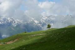 zonamuret