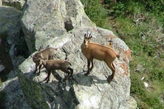 dscf3988-femmine-con-piccoli-barant-val-pellice-07-07-2006m