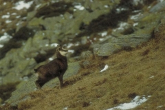 binellocaruana