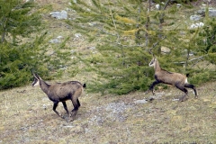 camoscicorsa
