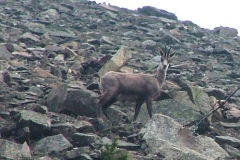 camoscio4