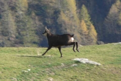 camosciofuga