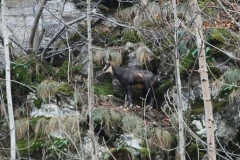 camoscioimbarmato