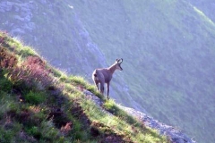 camosciomaschiogiovane