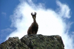 camosciomaschiogiovane2