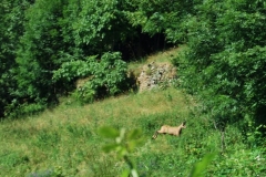 camosciopratomolinaro