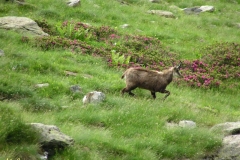 camoscioprimaverile