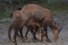 camoscipoetto