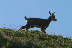 capretto