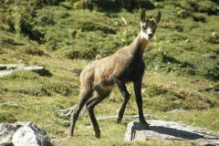 giovanecuriosoelisa