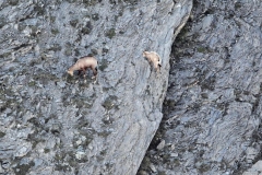 pastocomodo