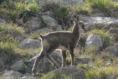 piccolocam