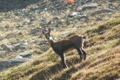 piccoloelisa