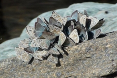 coridon_polyommatus_coridon