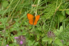 licenadellaverga_d_oro_lycaena_virgaureae