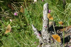 niobe_argynnis_niobe2