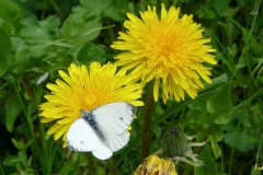 pieride_delnavone_pieris_napi