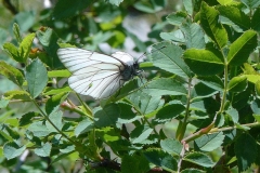 pieride_del_biancospino