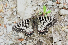 polissena_zerynthia_polyxena