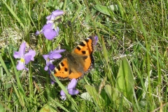 vanessaortica_aglais_urticae