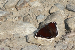 antiopa_nymphalis_antiopa