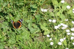 atalanta_vanessaatalanta
