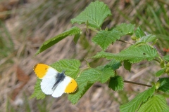 aurora_anthocharis_cardamines