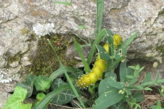 brucodisaturnia_pyri_ms