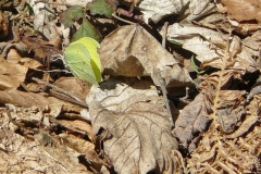 cedronella_gonepteryx_rhamni